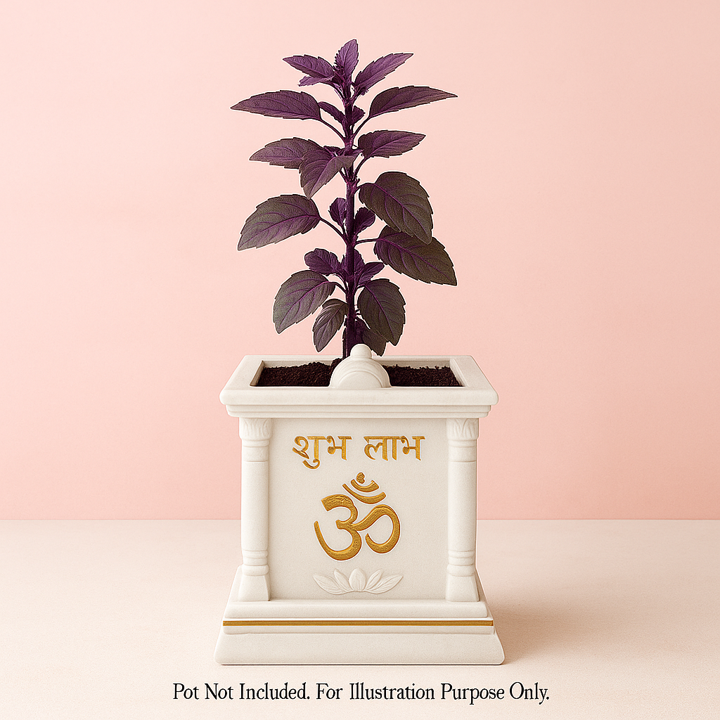 Shyama Tulsi (Purple Basil) Plant