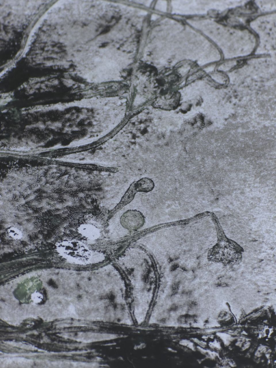 From the Home is Earth series. N1