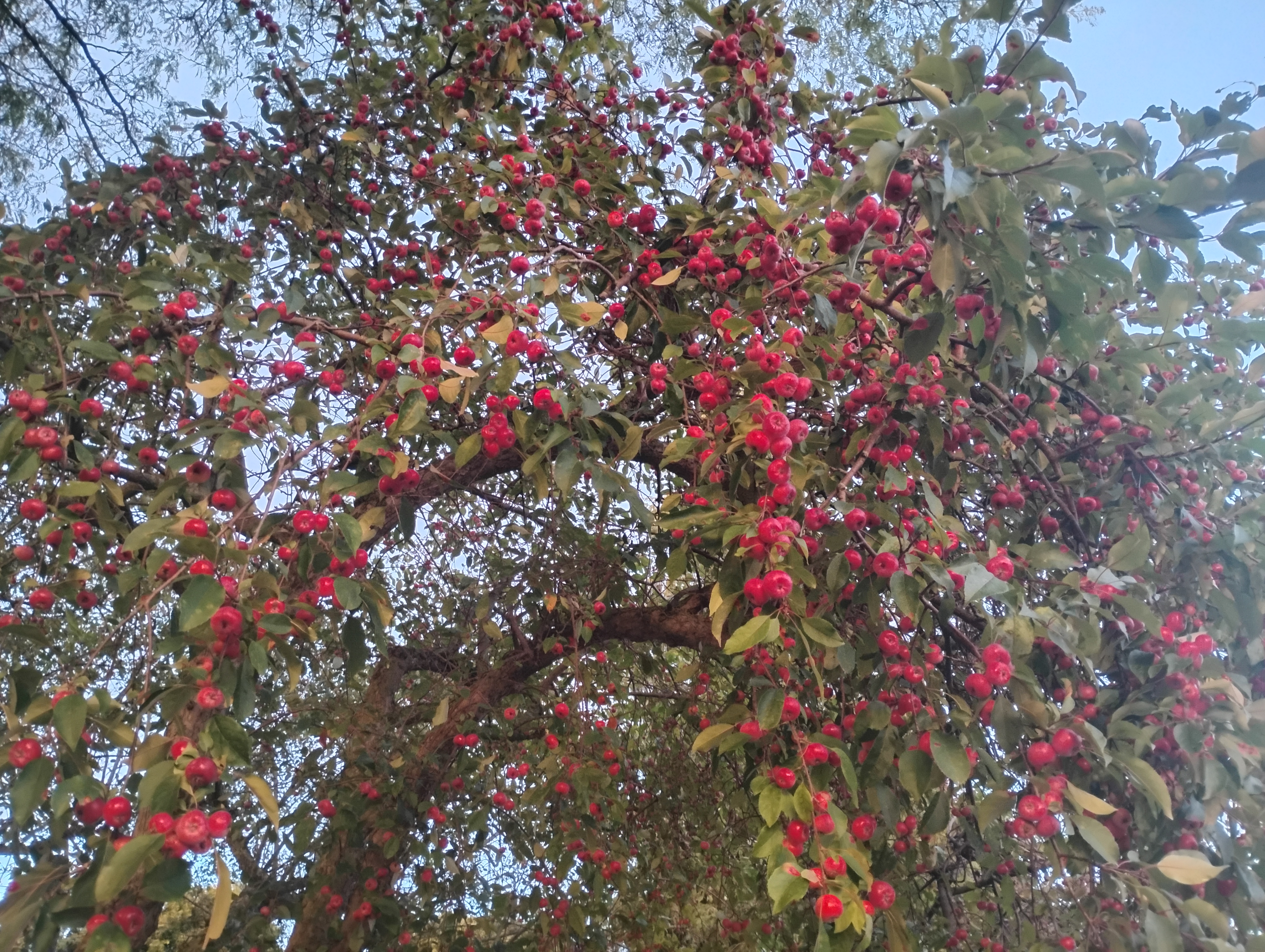 Whisper of the Grove