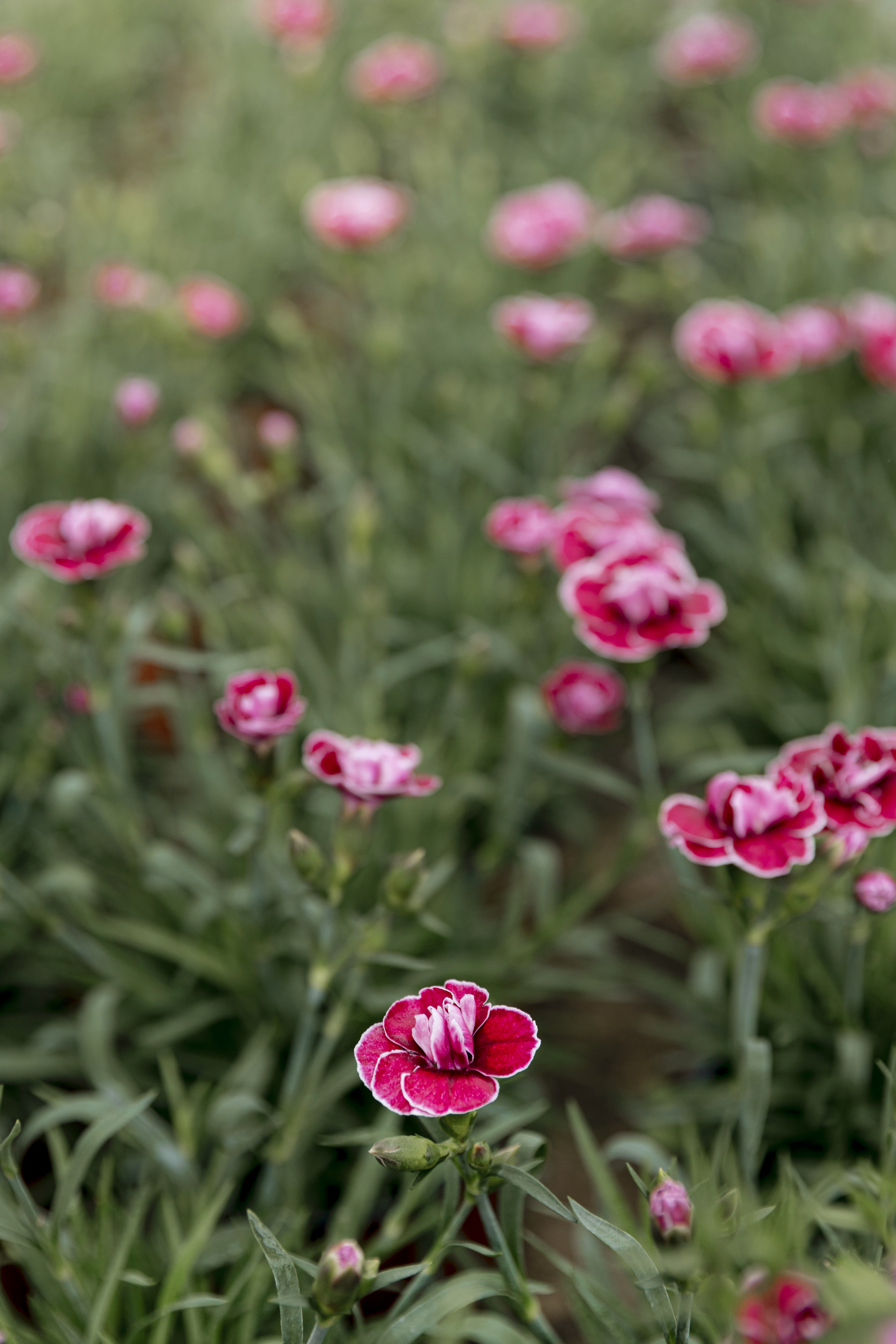 Dianthus x30 Plantjies