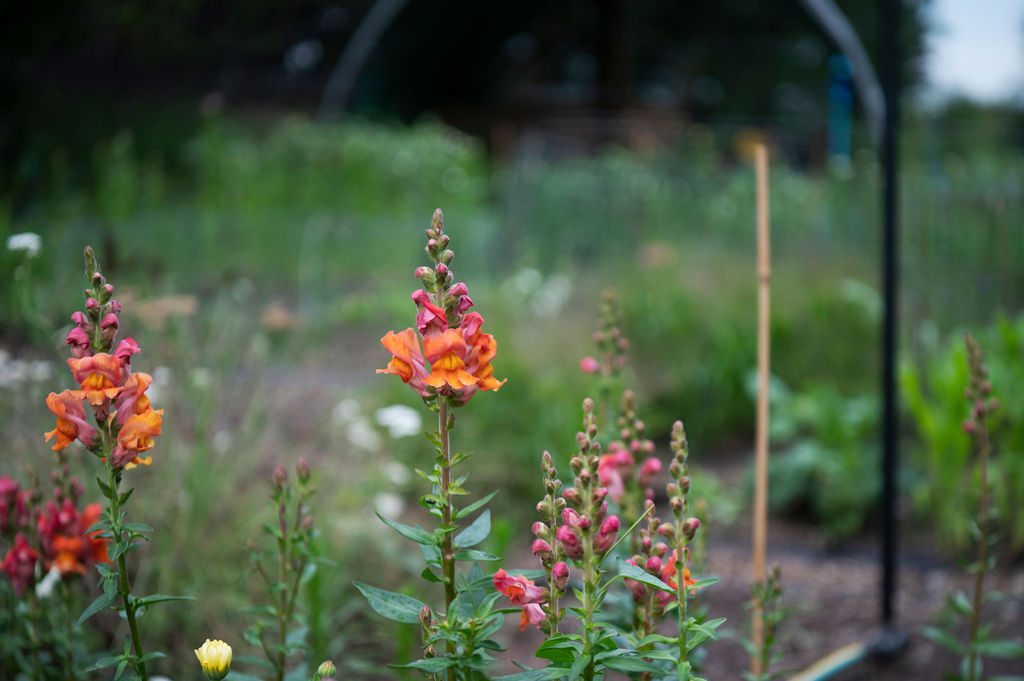 Snapdragon (Leeubekkie) x30 Plantjies
