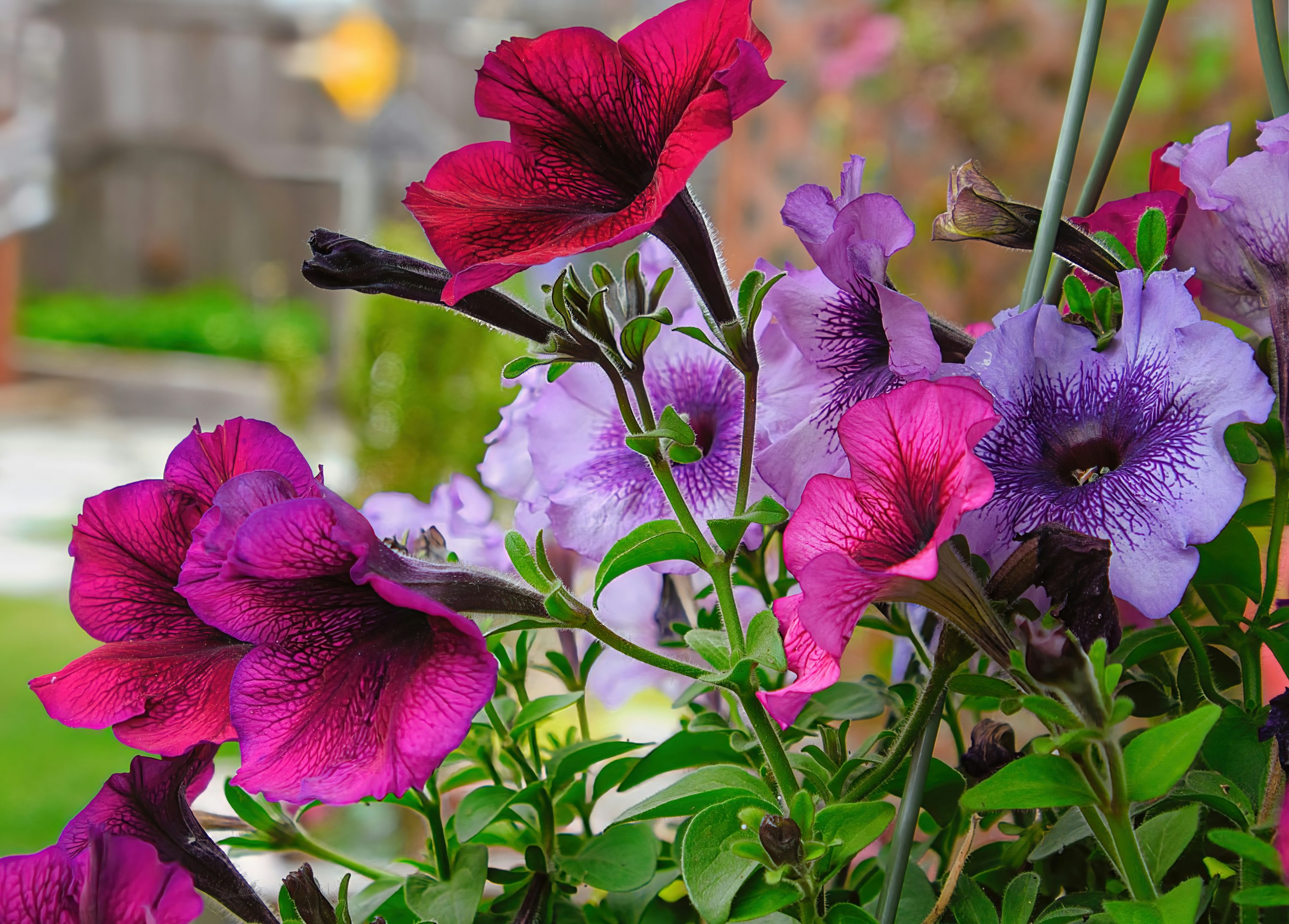 Petunia x30 Plantjies