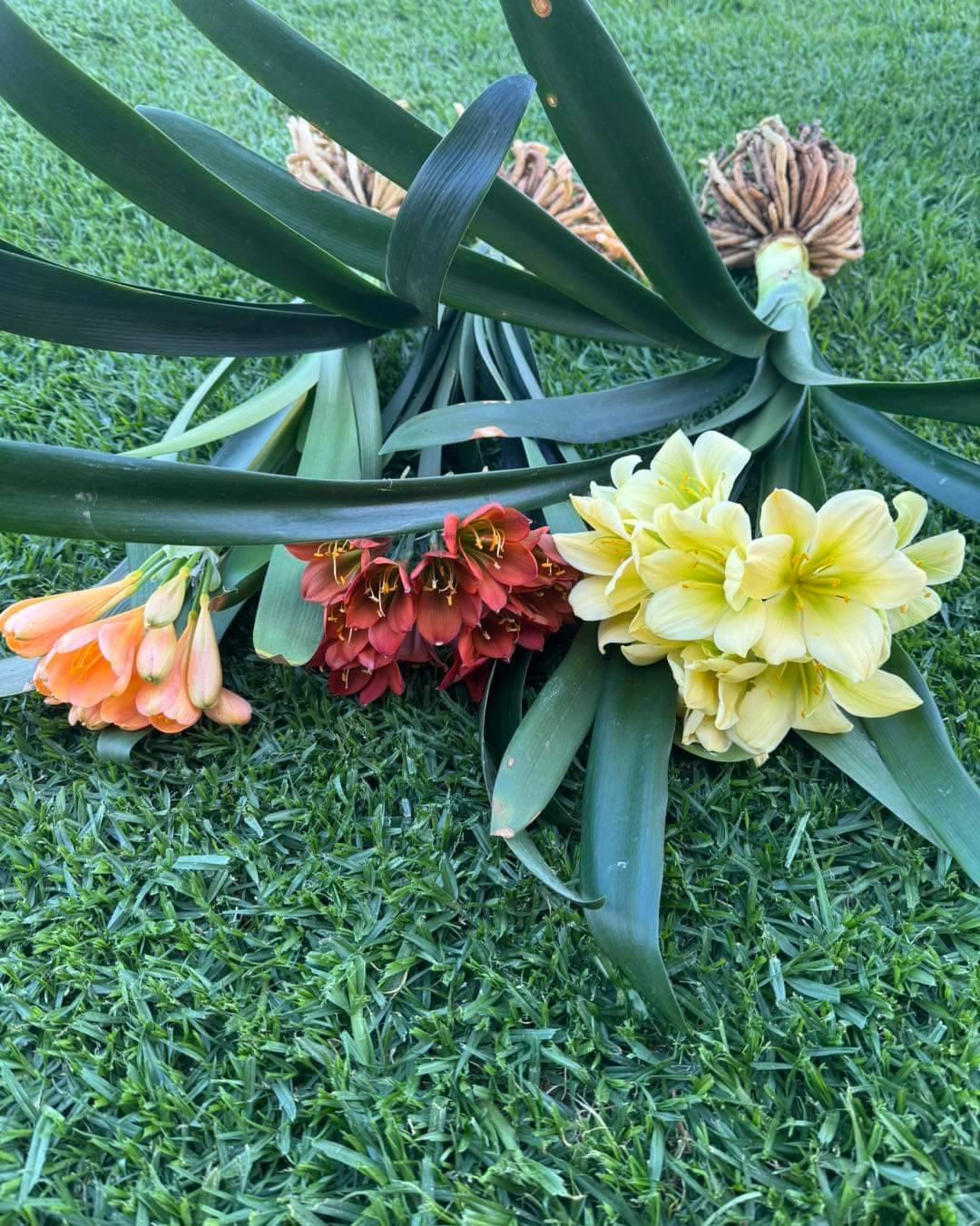 Clivia Gemengde Boks(Boslelie / Clivia miniata) x 6 Volwasse