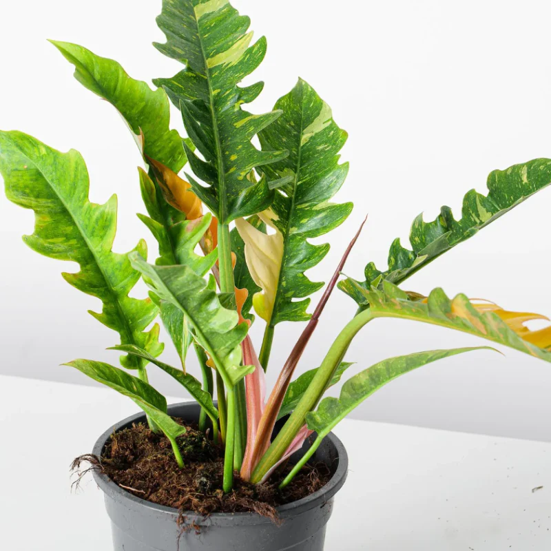 Philodendron (Ring Van Vuur) x3 Saailinge