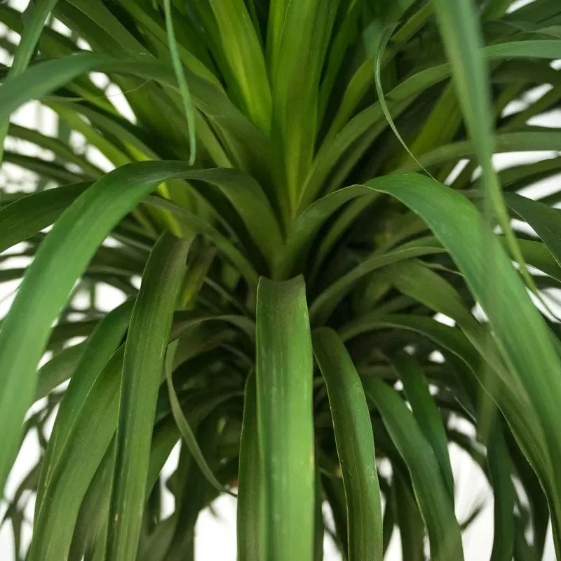 Ponytail Palm (Ponytailpalm / Olifantspoot) x3 Large