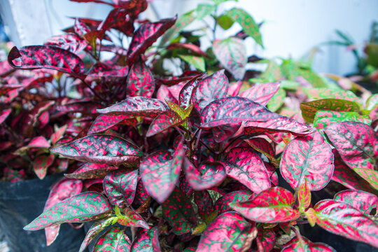 Hypoestes (Polka Dot Plant) x30 Plantjies