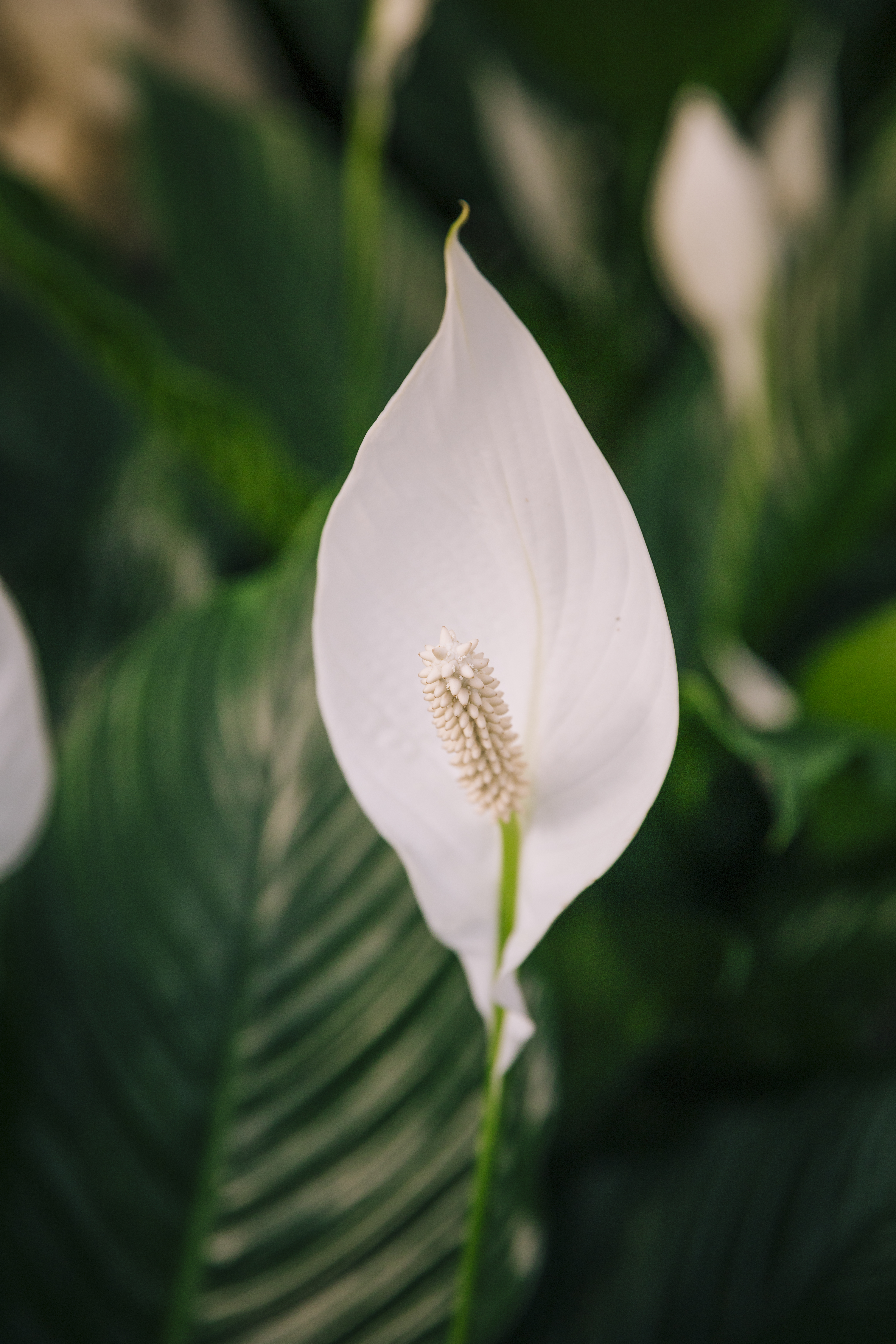 Vredeslelie (Peace Lily) x 3