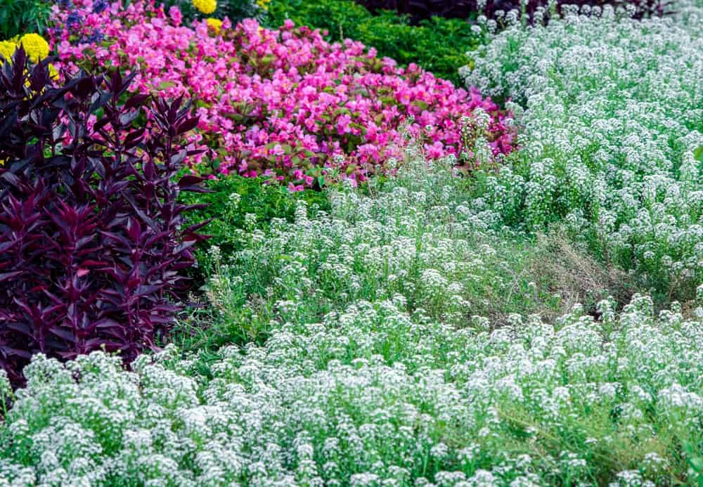 Alyssum x 30 Plantjies
