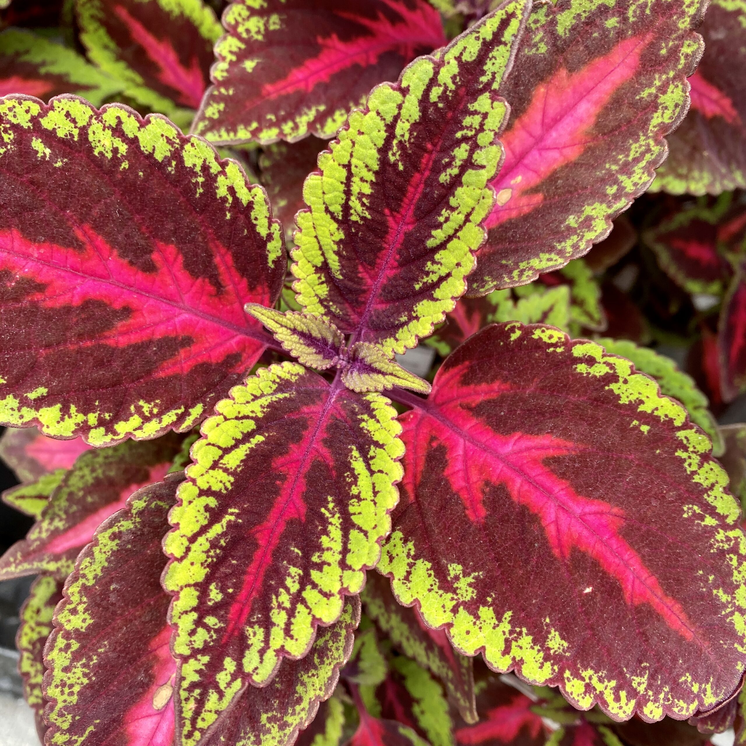 Coleus x30 Plantjies