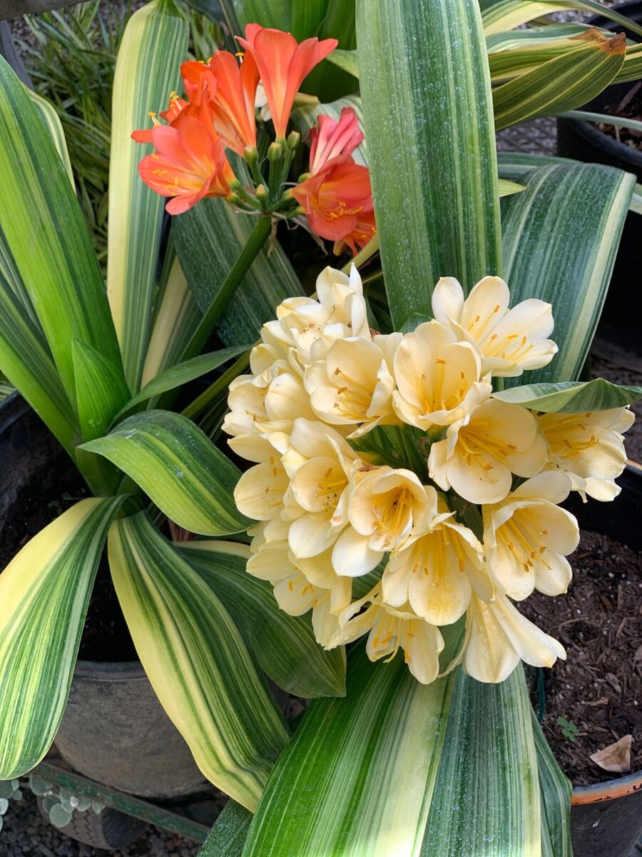 Clivia Gemengde Boks(Boslelie / Clivia miniata) x 6 Volwasse