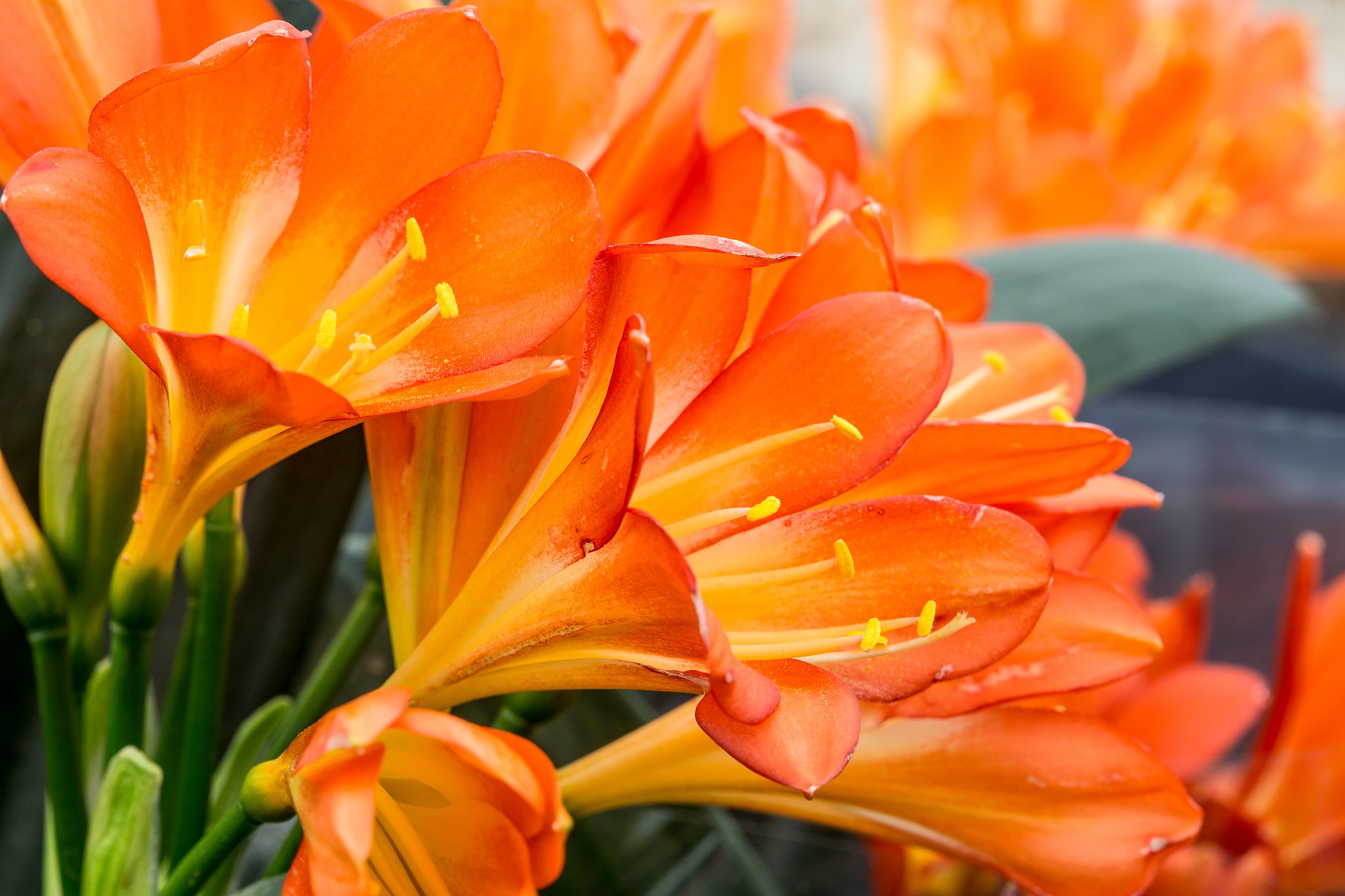 Sonneblom Clivia (Boslelie / Clivia miniata) x 10 Volwasse