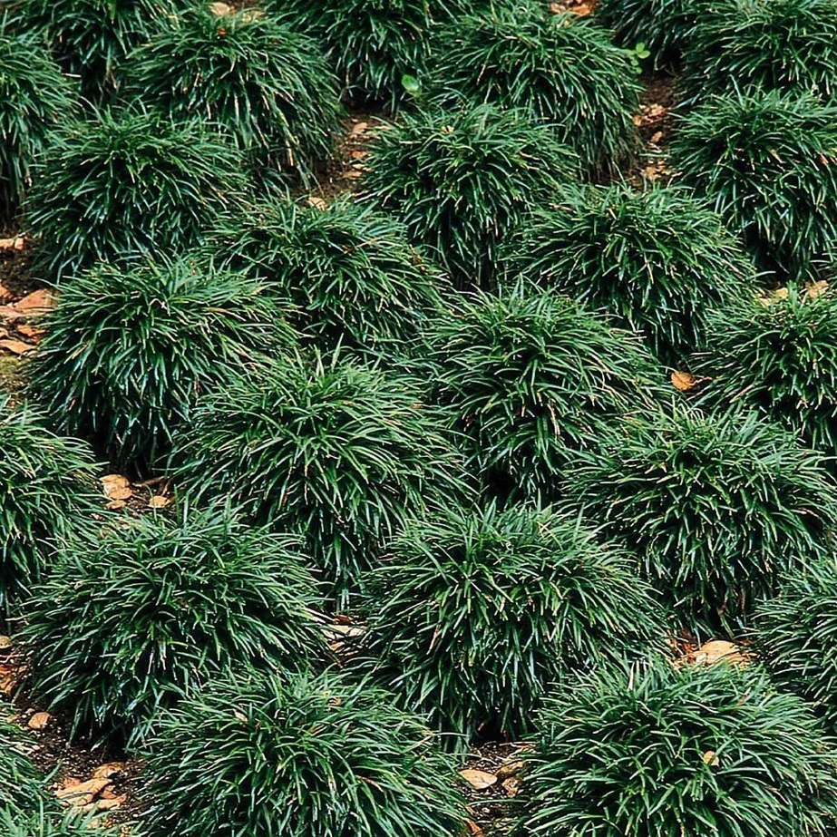 Mondo-gras (Ophiopogon japonicus) x8