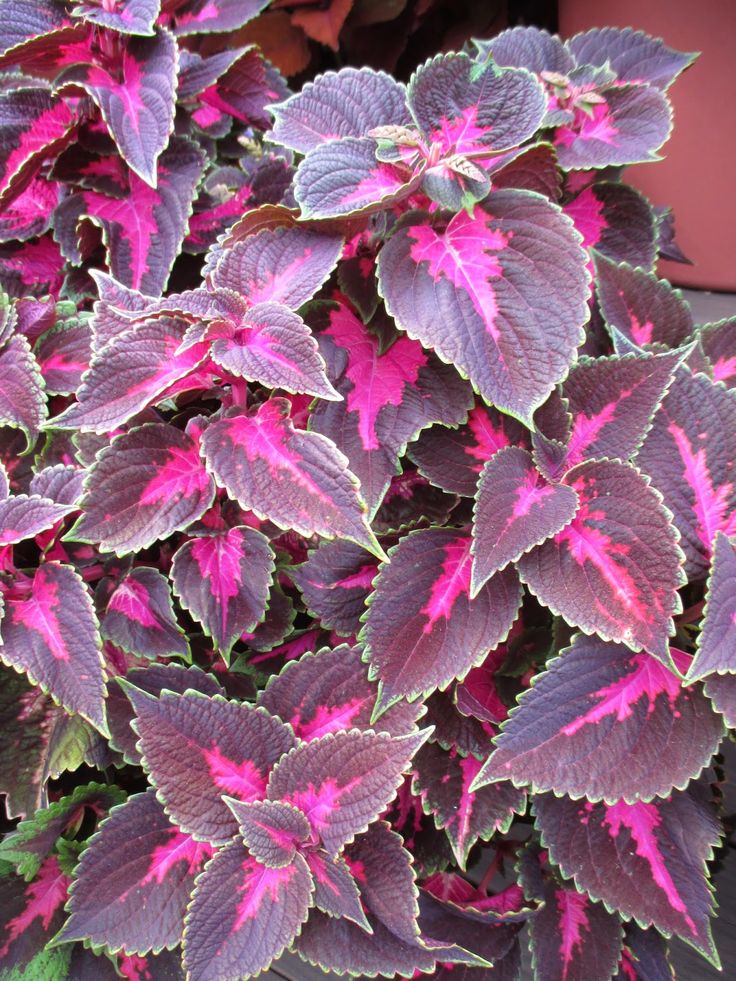 Coleus x30 Plantjies