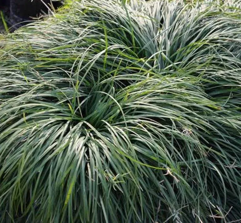 Mondo-gras (Ophiopogon japonicus) x8