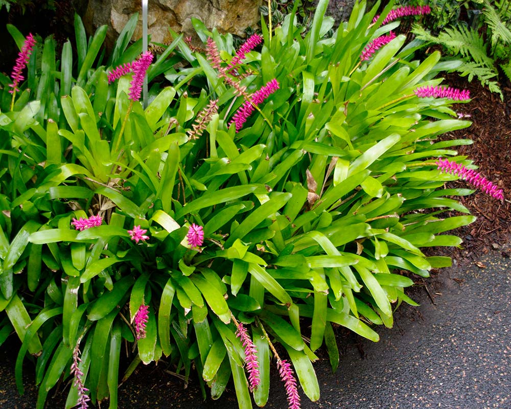 Bromelia Gemeng x6