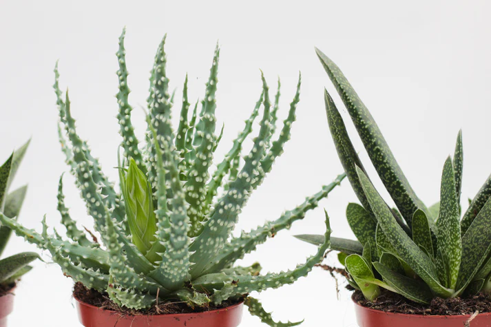 Vetplantjies – Klein Groen Juwele x 8