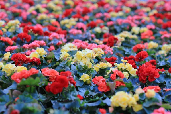 Carnation (Anjer) x 30 Plantjies