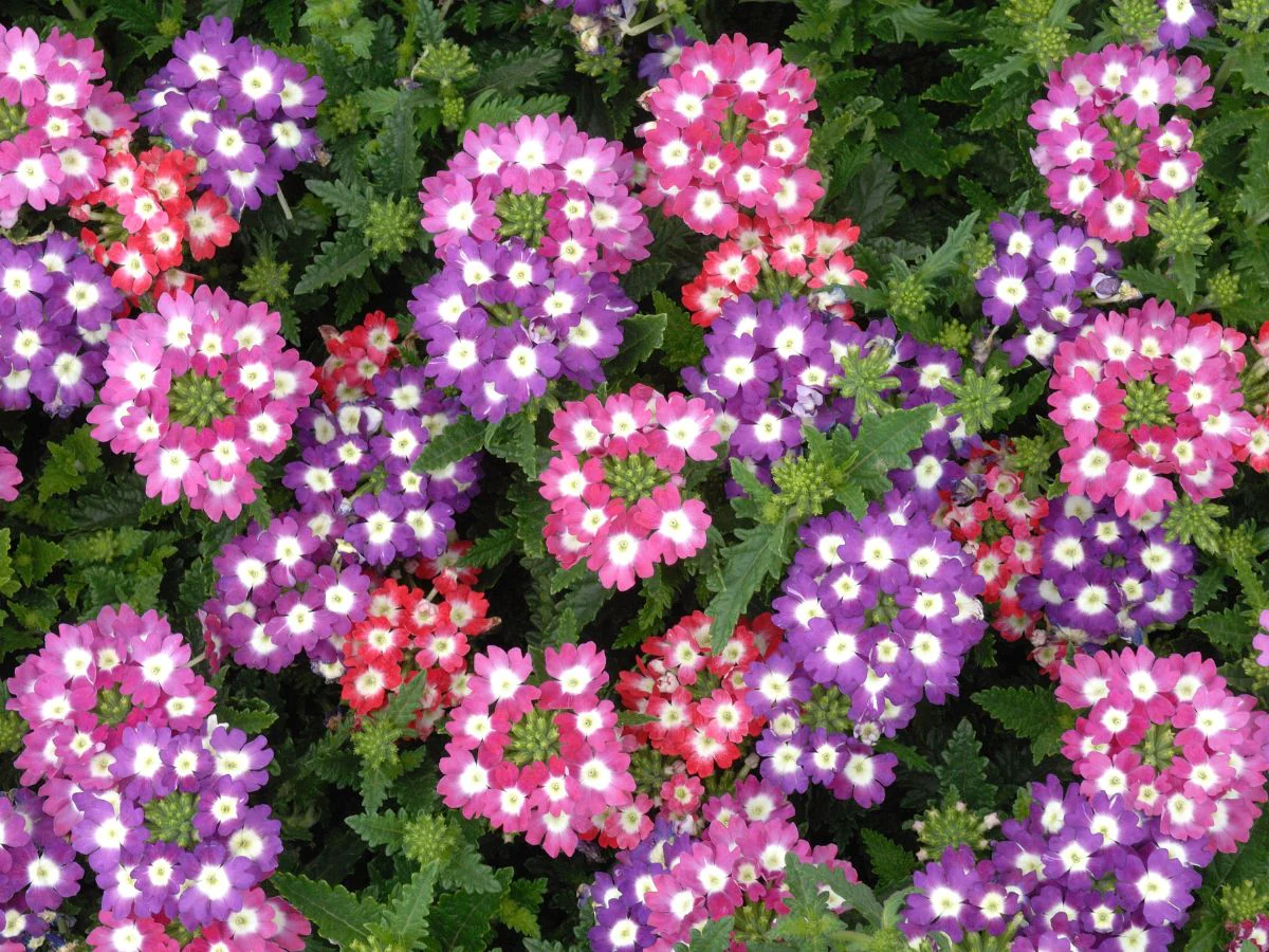 Verbena x30 Plantjies