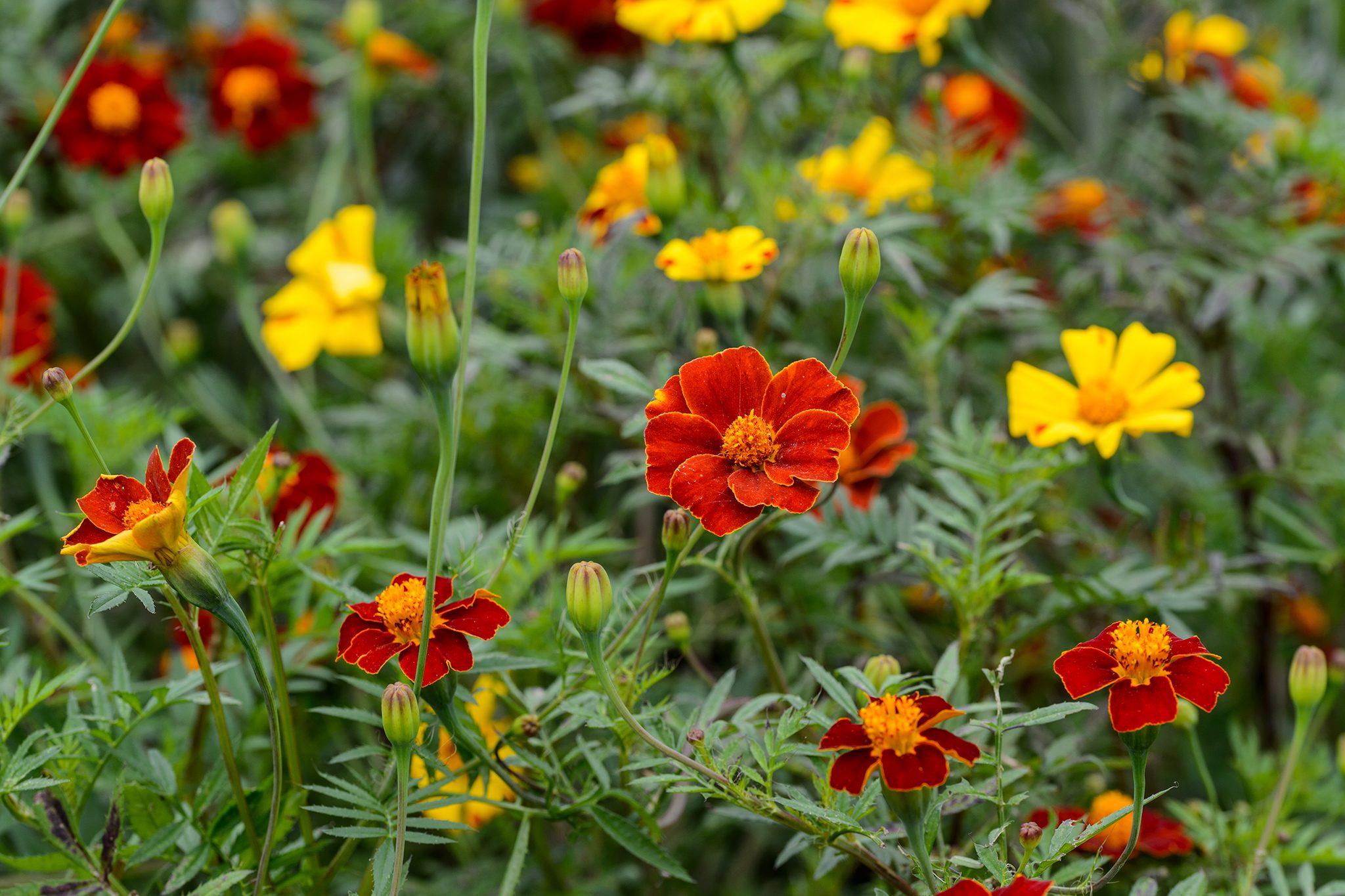 Marigold x30 Plantjies