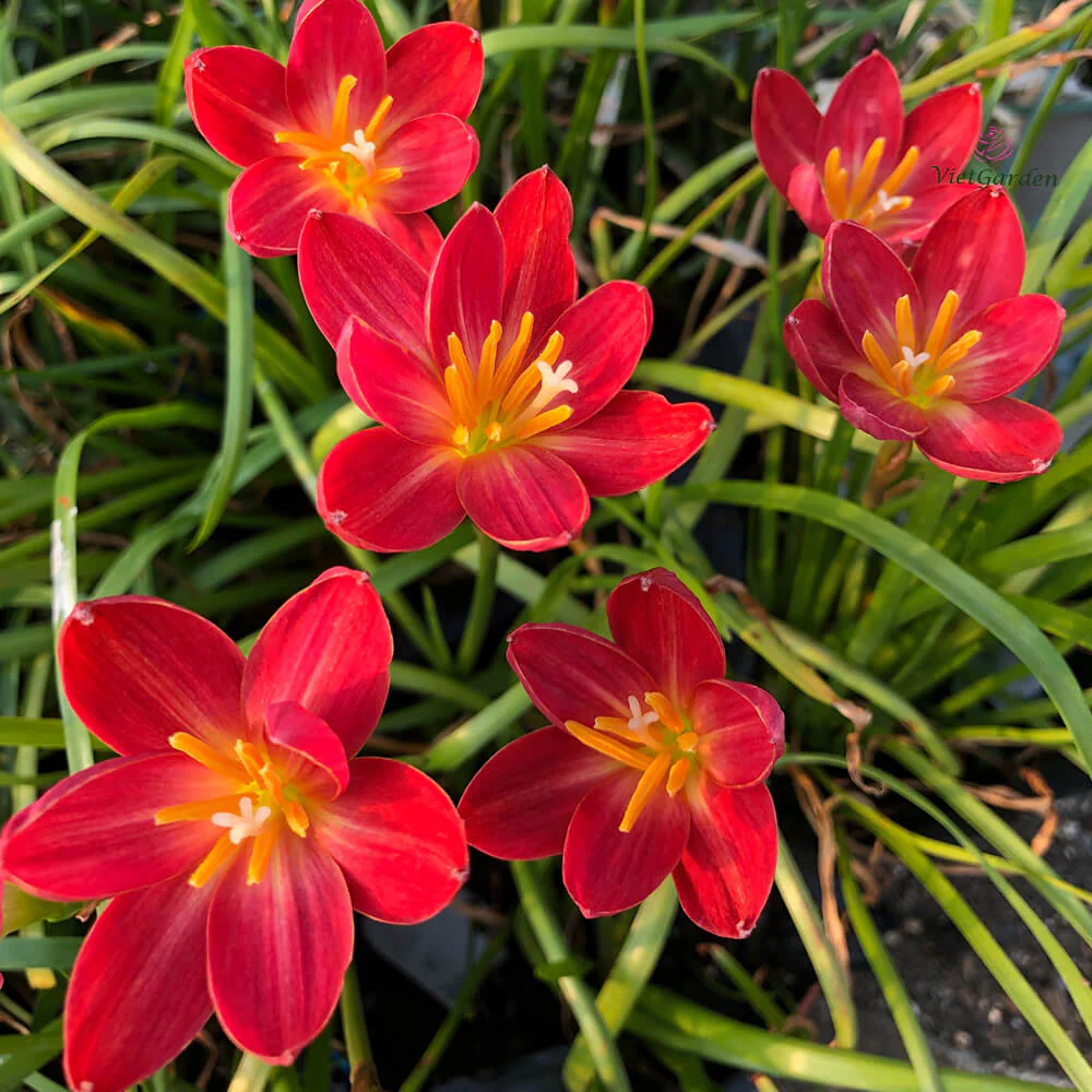 Reënlelie (Zephyranthes) x40