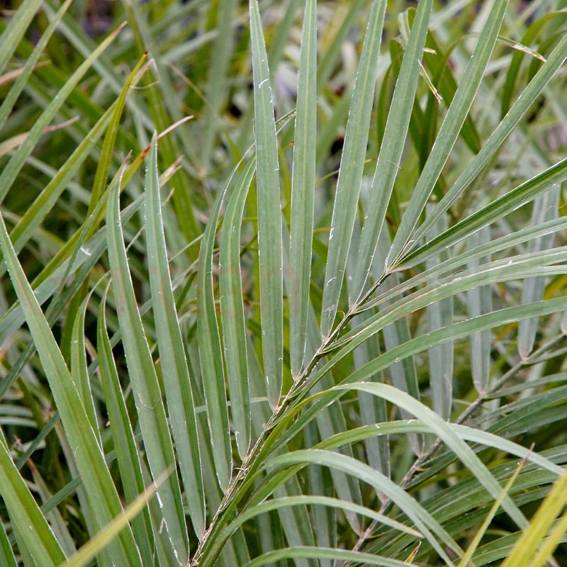 Dadelpalm (Phoenix dactylifera)  x 3