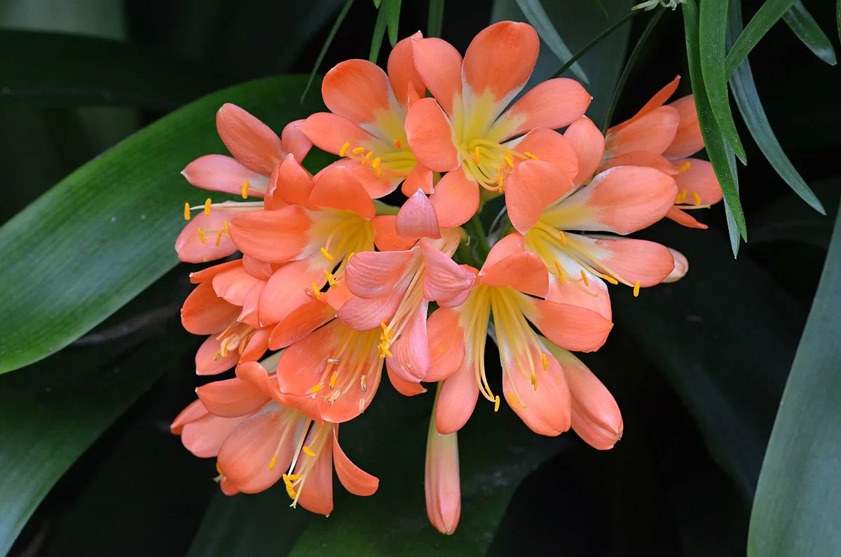 Peach Clivia (Boslelie / Clivia miniata) x 6 Volwasse