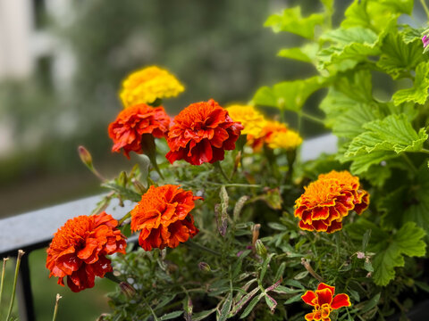 Marigold x30 Plantjies