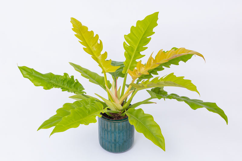 Philodendron (Ring Van Vuur) x3 Saailinge