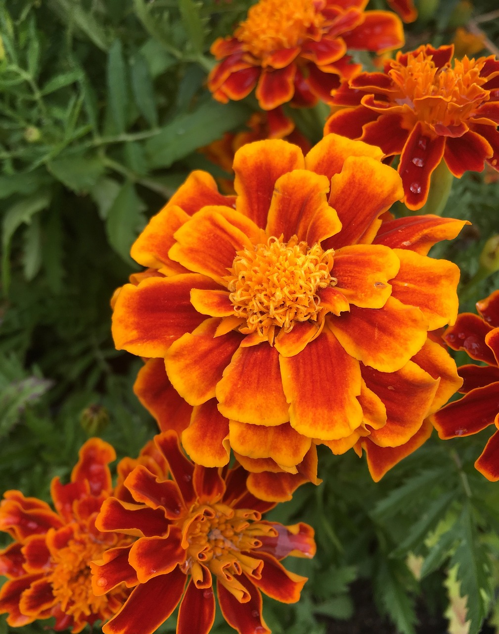 Carnation (Anjer) x 30 Plantjies