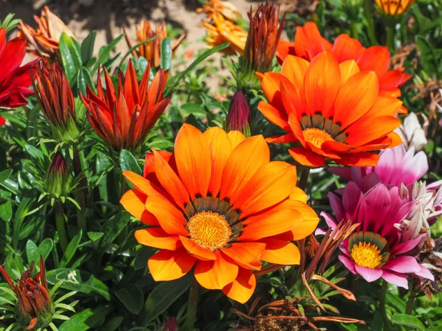 Gazania x30 Plantjies