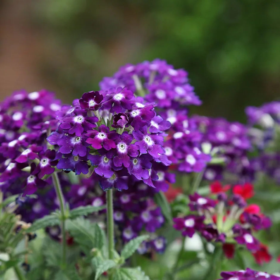 Verbena x30 Plantjies
