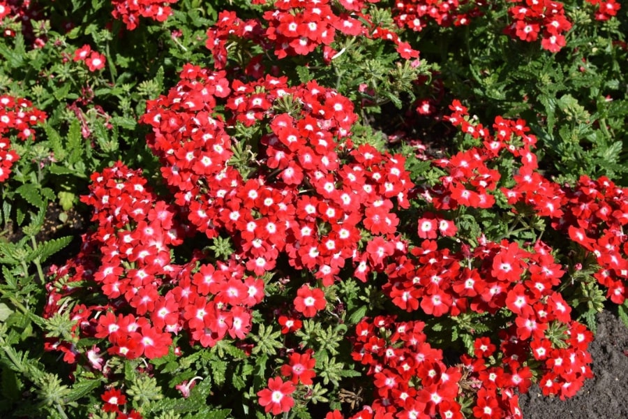 Verbena x30 Plantjies