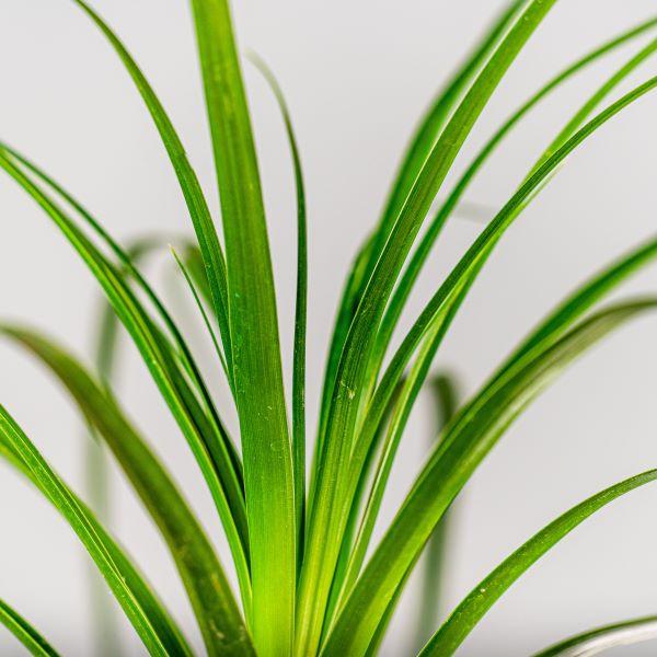 Ponytail Palm (Ponytailpalm / Olifantspoot) x3 Large