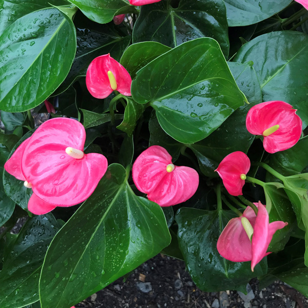 Anthurium Pink (Flamingo-blom) x2