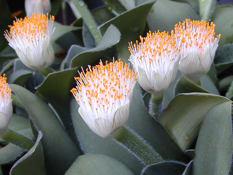 Wit Olifantspoor / Verfkwasplant x 6
