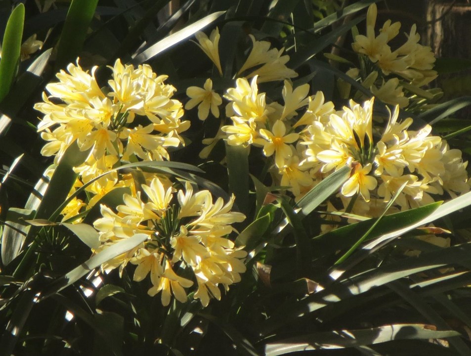 Geel Clivia (Boslelie / Clivia miniata) x 6 Volwasse