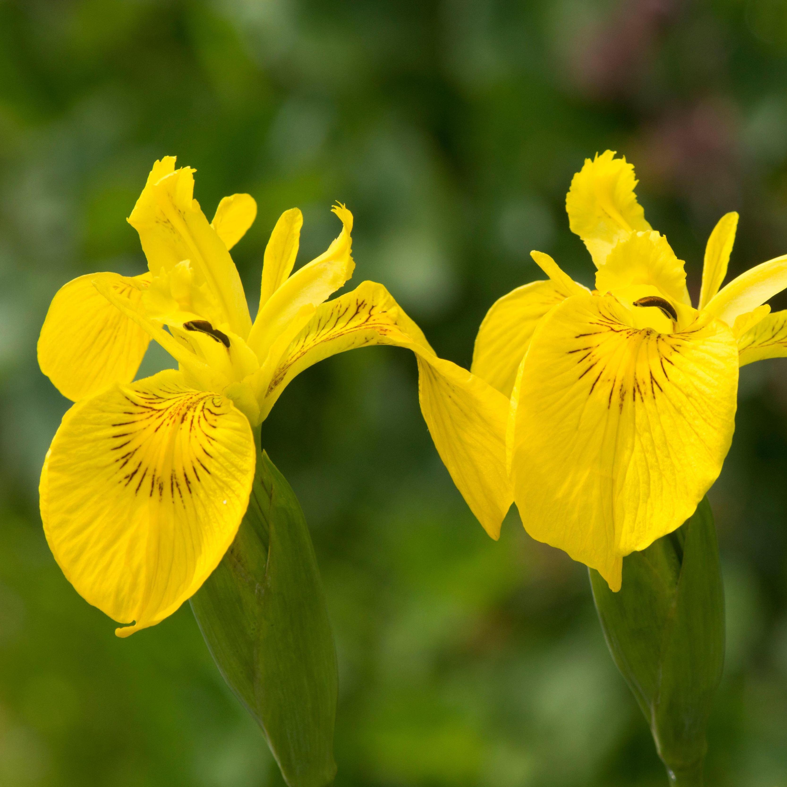 Iris (Iris germanica en ander variëteite) x 20