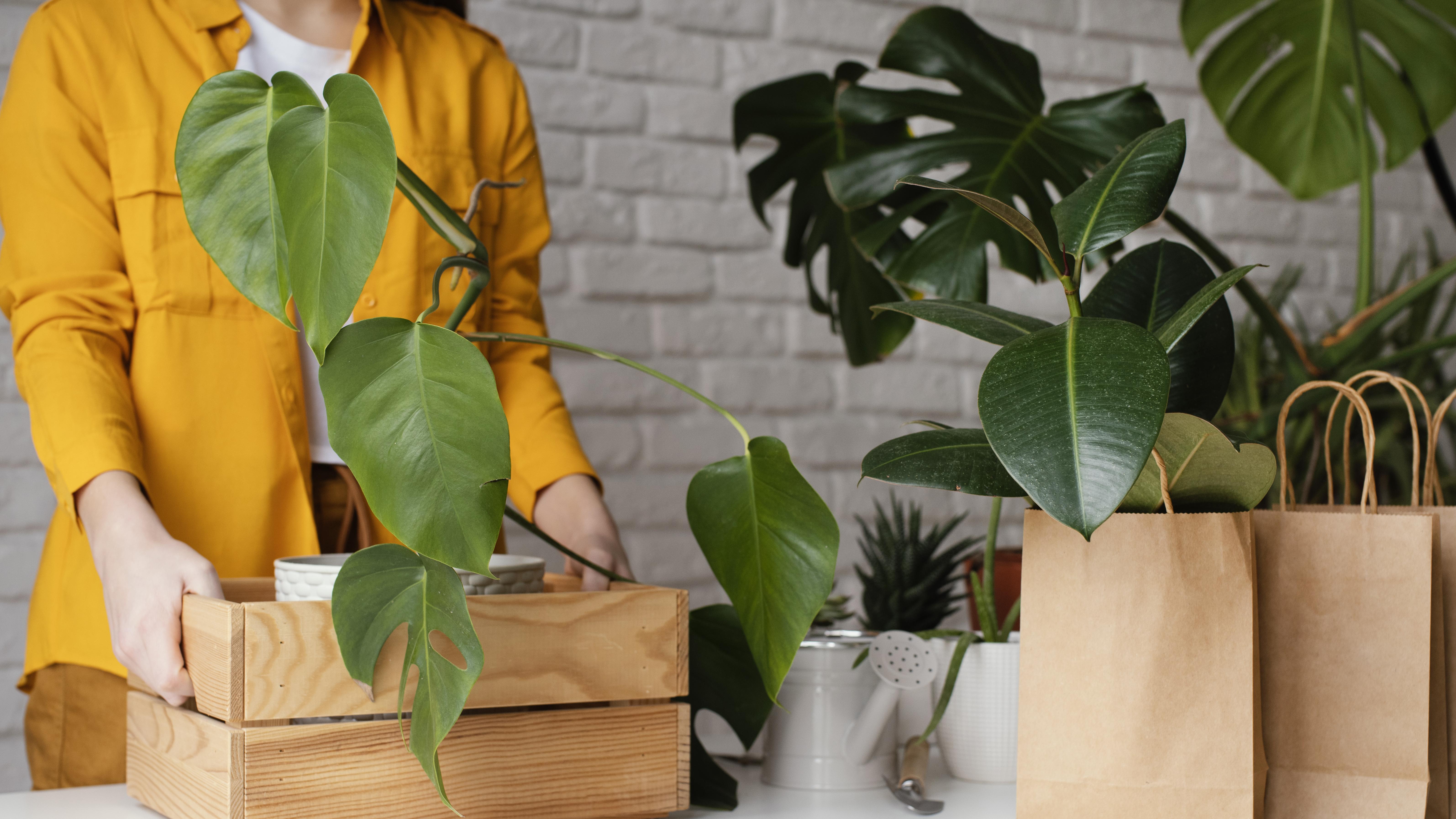 1-Maand Plantboks