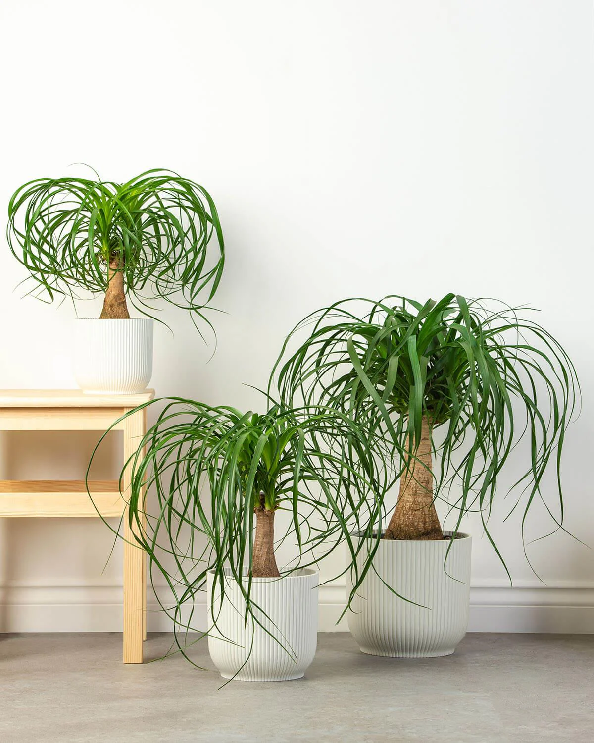 Ponytail Palm (Ponytailpalm / Olifantspoot) x3 Large