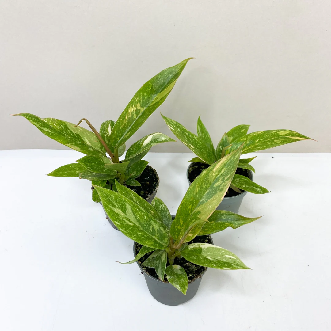 Philodendron (Ring Van Vuur) x3 Saailinge