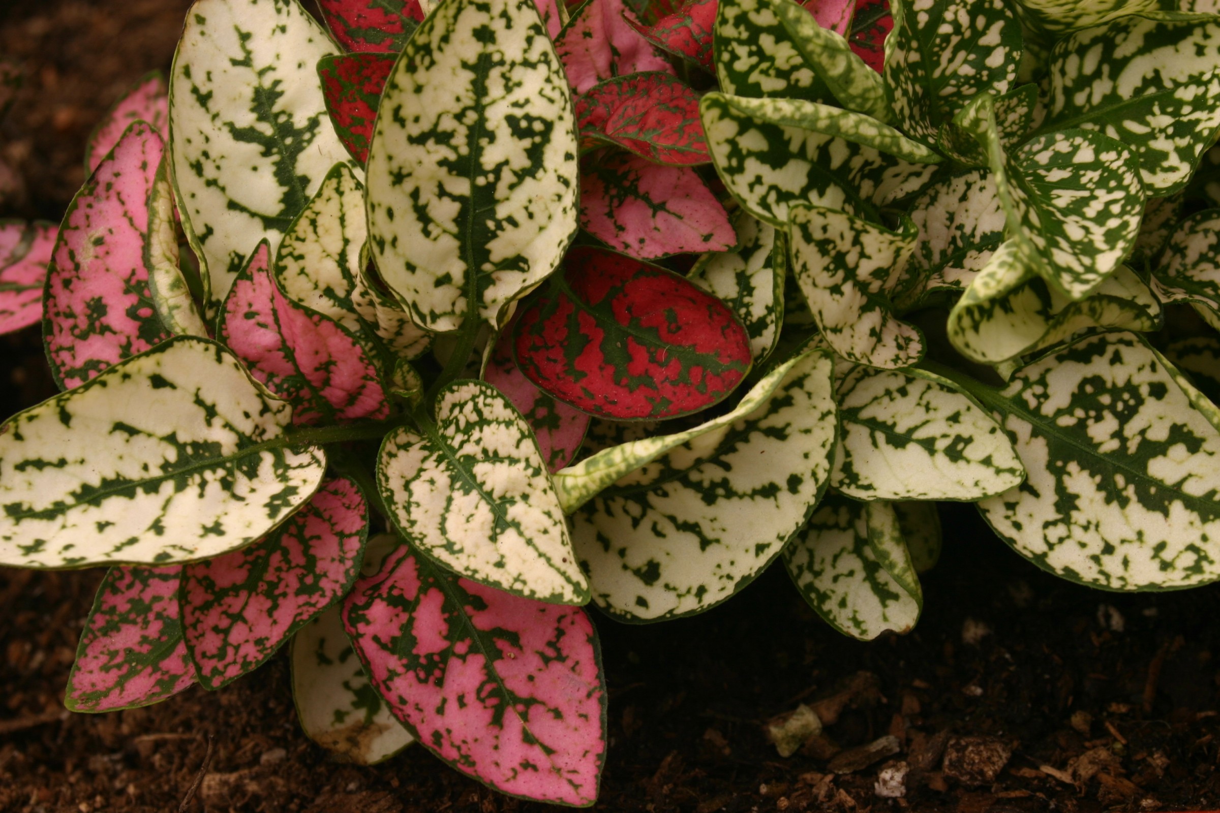 Hypoestes (Polka Dot Plant) x30 Plantjies