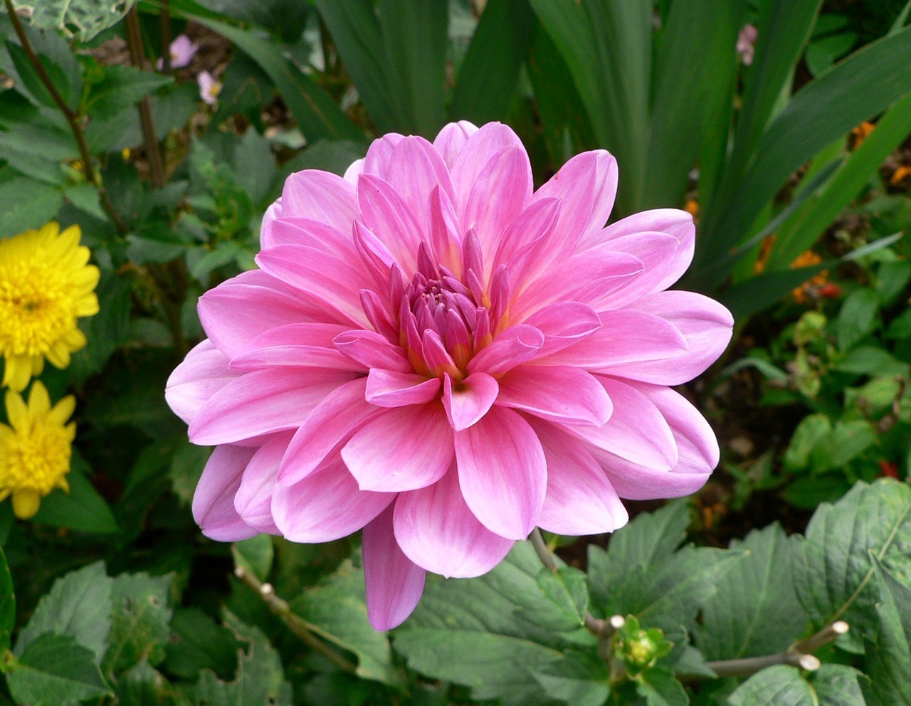Dahlias x6