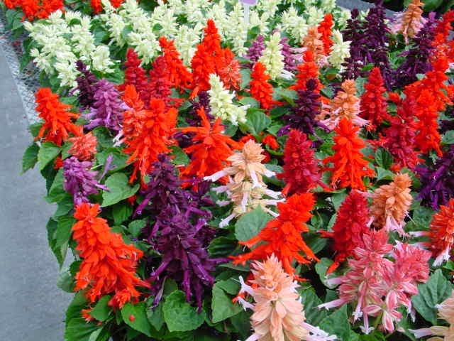 Salvia x30 Plantjies