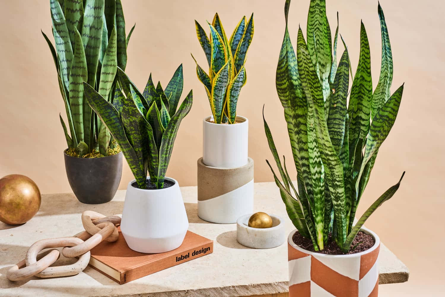 Skoonma se Tong Gemeng (Sansevieria / Snake Plant)  x 10