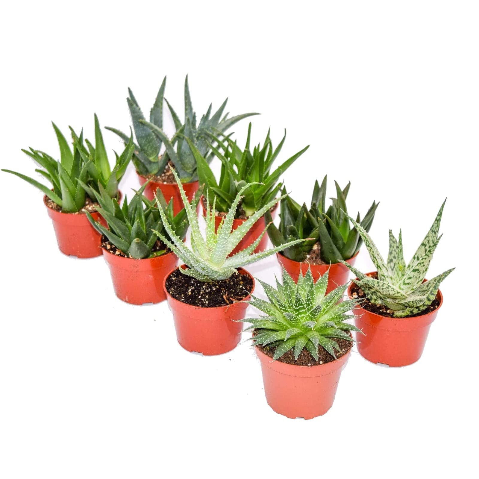 Vetplantjies – Klein Groen Juwele x 8