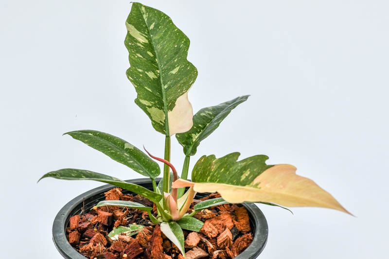 Philodendron (Ring Van Vuur) x3 Saailinge