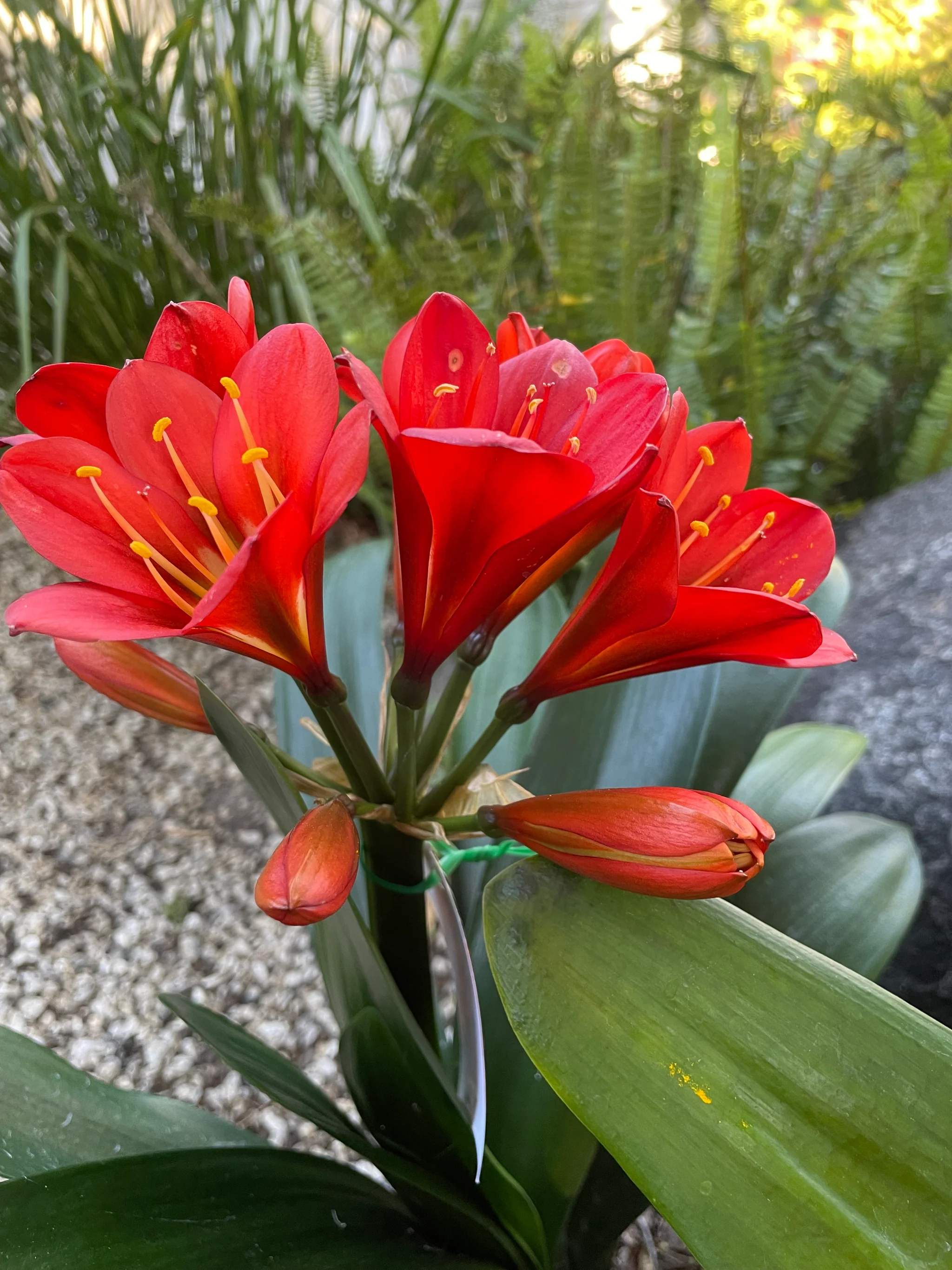 Rooi Clivia (Boslelie / Clivia miniata) x 10 Volwasse