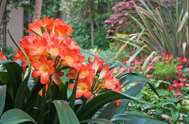 Oranje Clivia (Boslelie / Clivia miniata) x 20 Volwasse