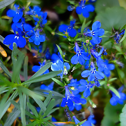 Lobelia x30 Plantjies
