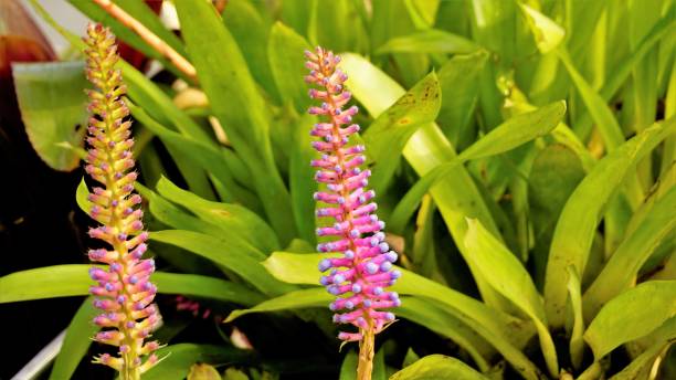 Bromelia Gemeng x6